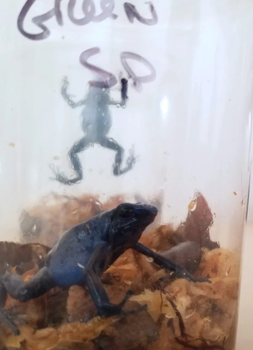 The image shows a close-up of a clear container with a blue frog inside. The frog is sitting on some brown leaves. Another frog is visible on the other side of the container, hanging onto the container’s inside wall.